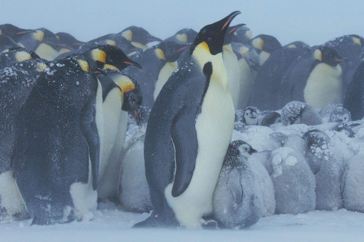 A group of penguins huddle together in Frozen Planet 2