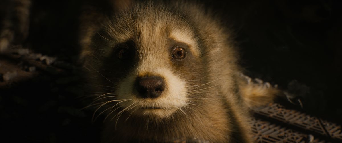En extrem närbild i ansiktet på en rädd baby (CG) tvättbjörn i Guardians of the Galaxy Vol.  3