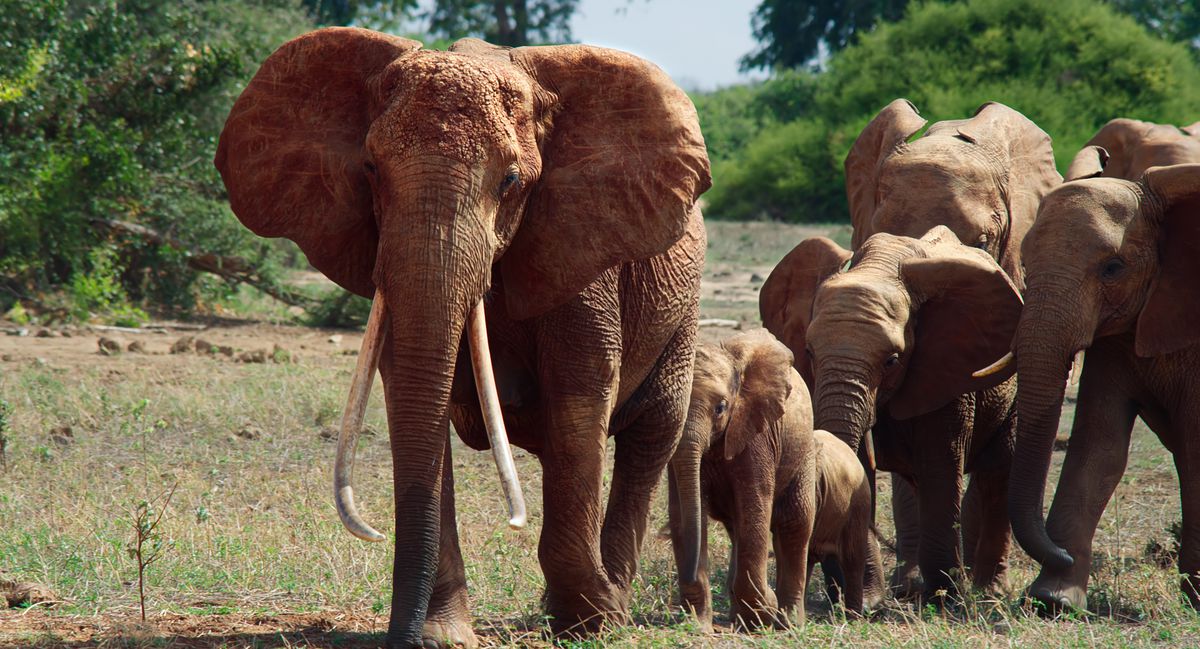 elefanter i elefantdrottningen