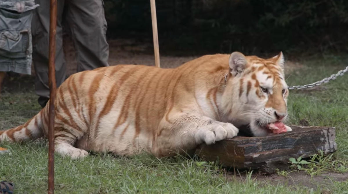 En kedjad tiger tuggar på en bit kött i ett skott från Tiger King.