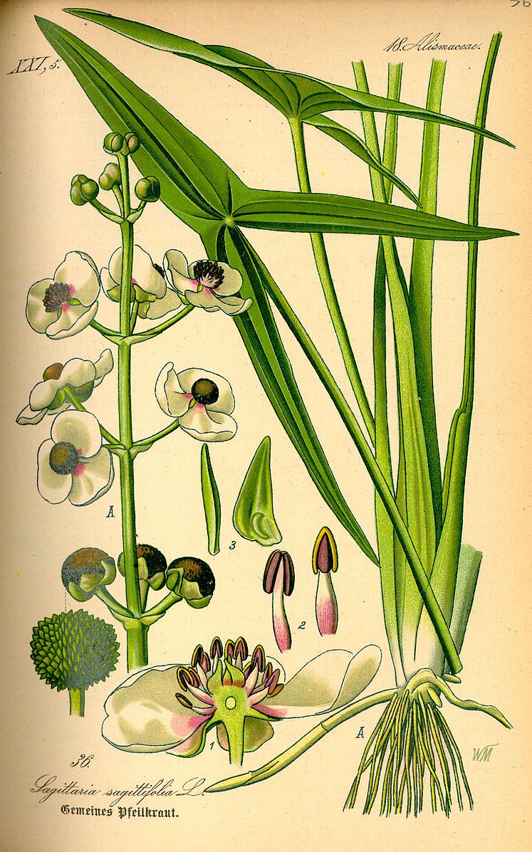 en vetenskaplig illustration av katniss-växten