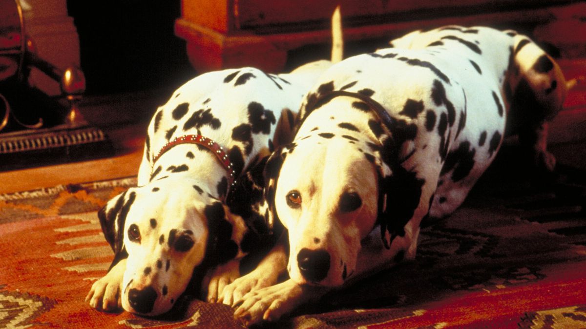 Dalmatians Pongo and Perdita lie side by side on a red rug looking soulful in the 1996 live-action remake 101 Dalmatians