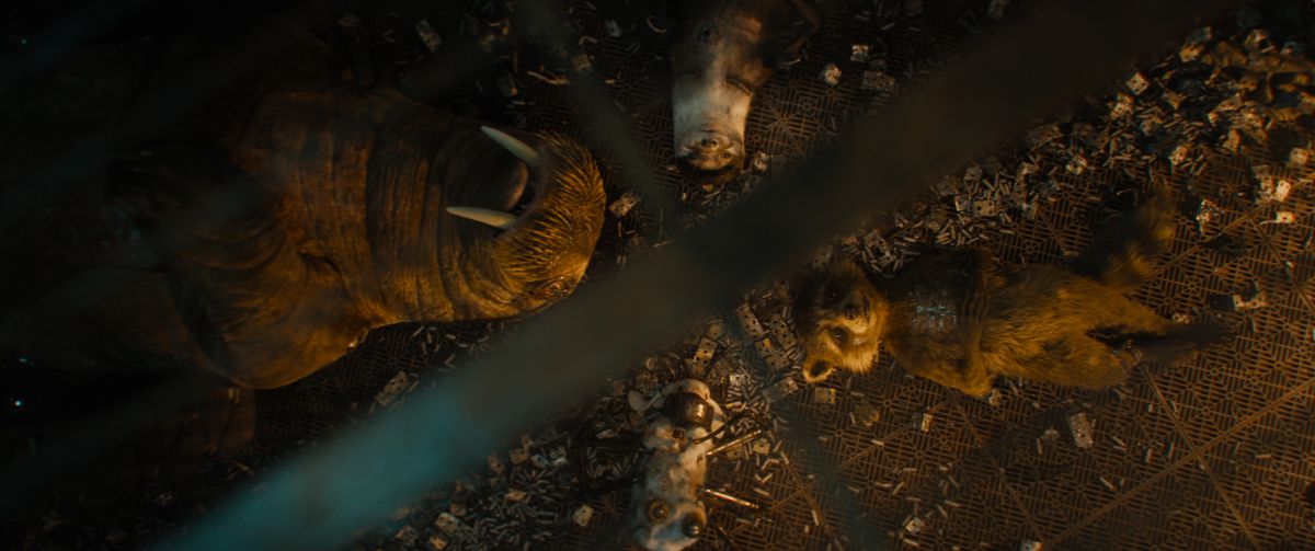 Rocket Raccoon (uttryckt av Bradley Cooper) ligger på rygg i en bur med sina experimentdjursvänner Teefs (en valross med extra hjul), Lylla (en utter med mekaniska armar) och Fllor (en vit kanin med robotspindelben) i en scen från Guardians of the Galaxy Vol.  3