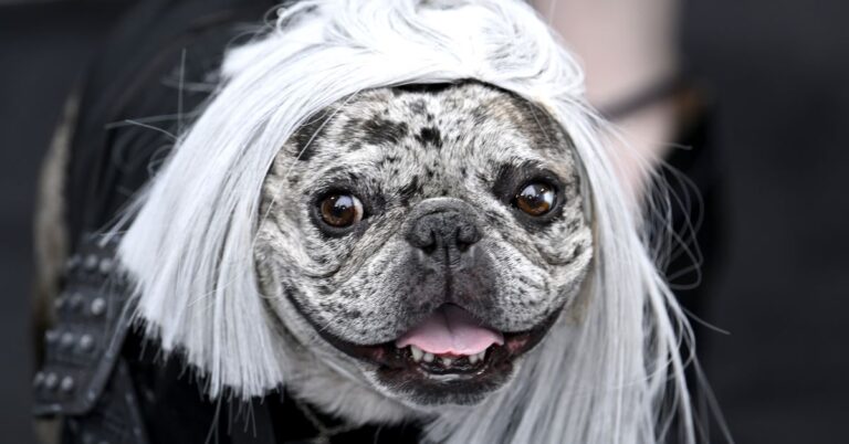 Hunden som är förälskad i Henry Cavill gick till Witcher-premiären utklädd till Geralt