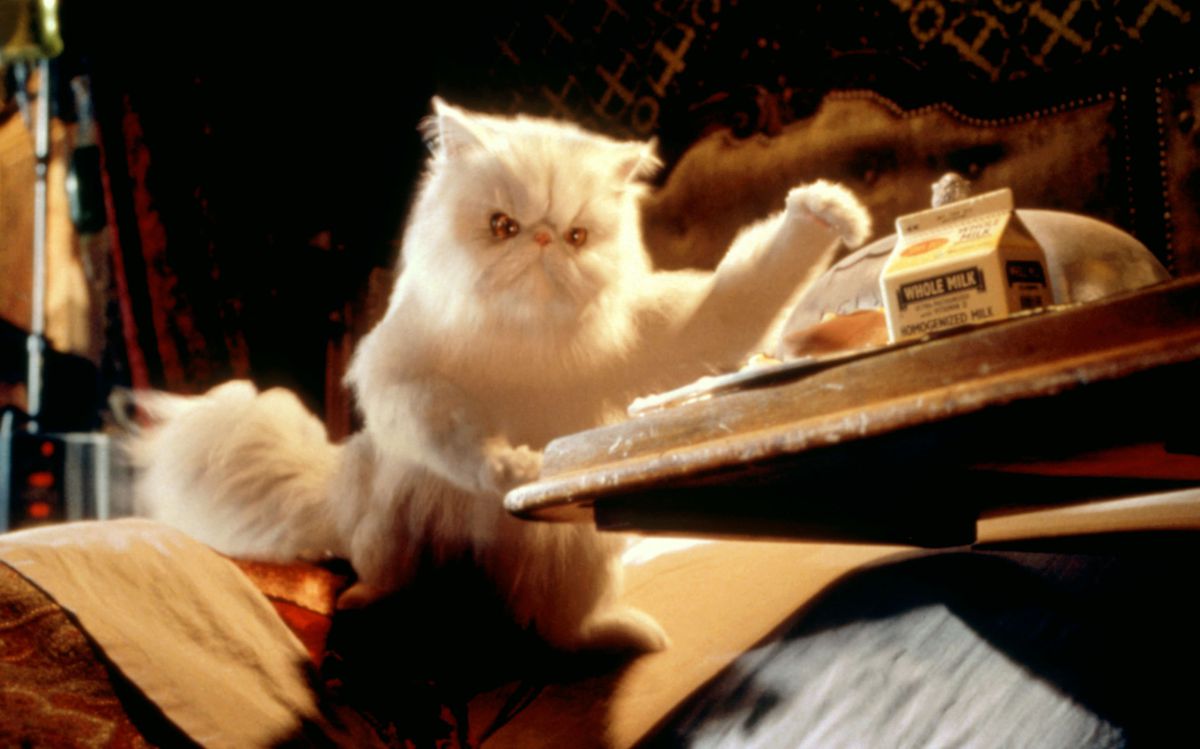 A flat-faced white Persian cat, rendered in CG, sits at a table with a nasty scowl on its face, raising a paw over a meal, in 2001’s Cats & Dogs