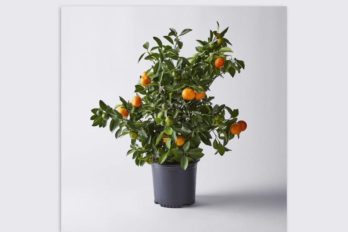 En bild som visar en Calamondin-citrusväxt i en svart plastkruka.  Växten är klädd i gröna blad, små mogna gröna frukter och fullt utvecklade orangefärgade frukter.