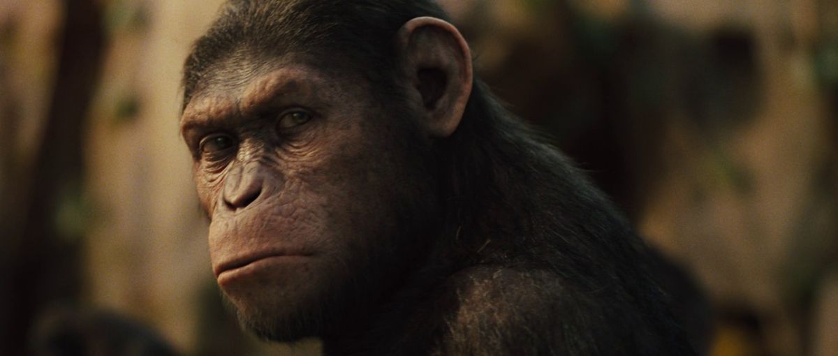 En närbild av en sträng apa i Rise of the Planet of the Apes.