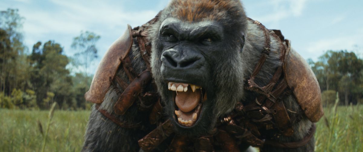 En gorilla från Kingdom of the Planet of the Apes morrar mot kameran